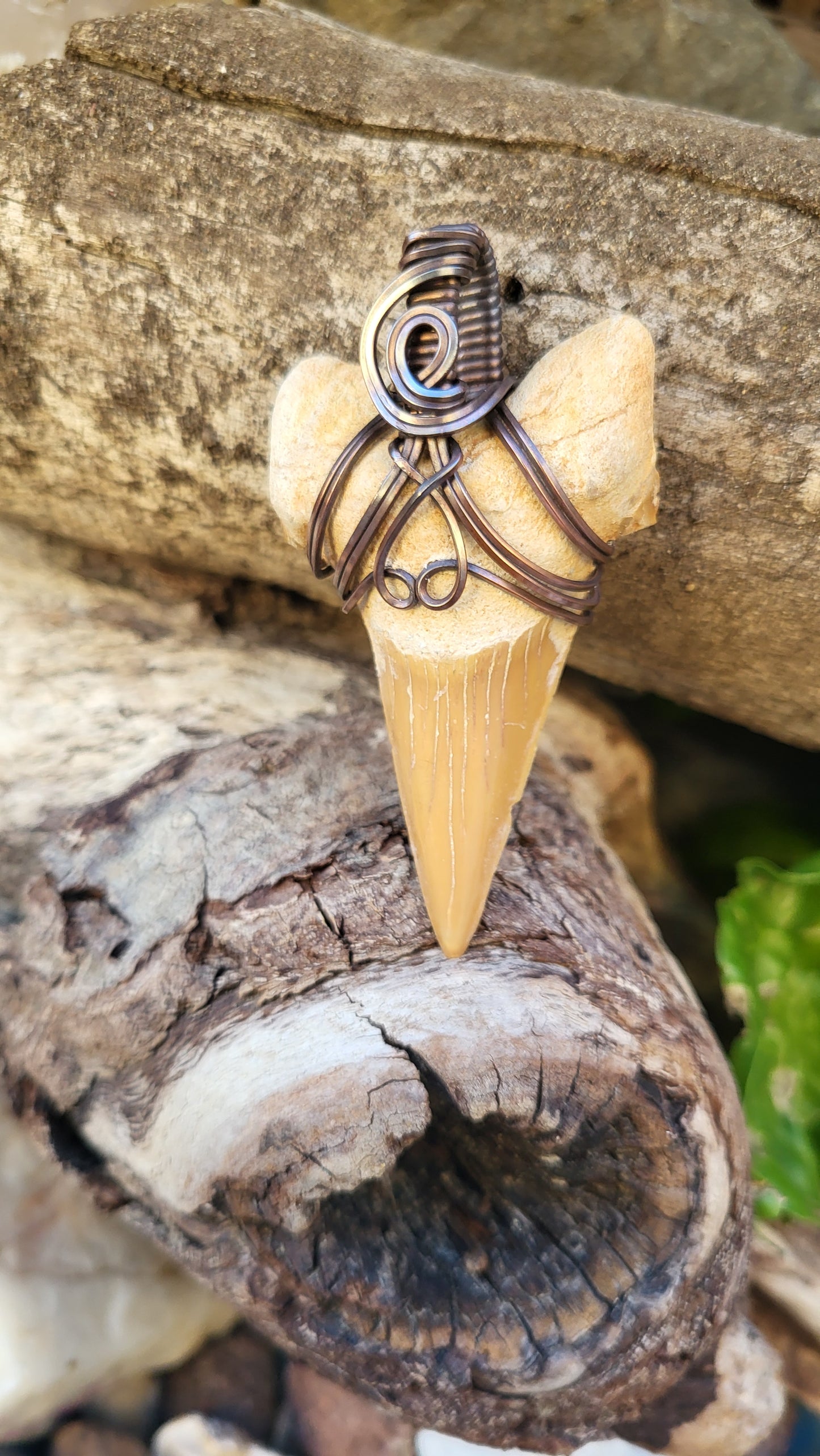 Shark Tooth Fossil Wire Wrap Pendant