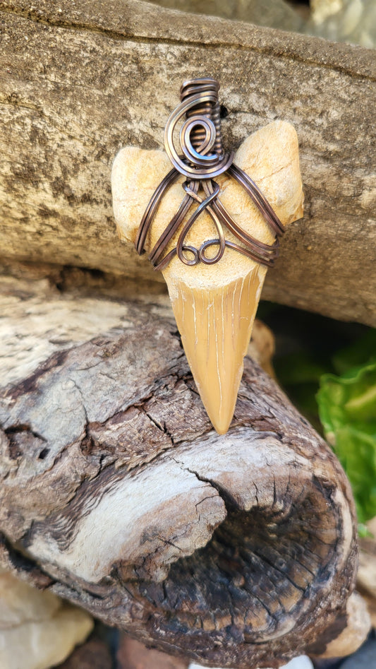 Shark Tooth Fossil Wire Wrap Pendant