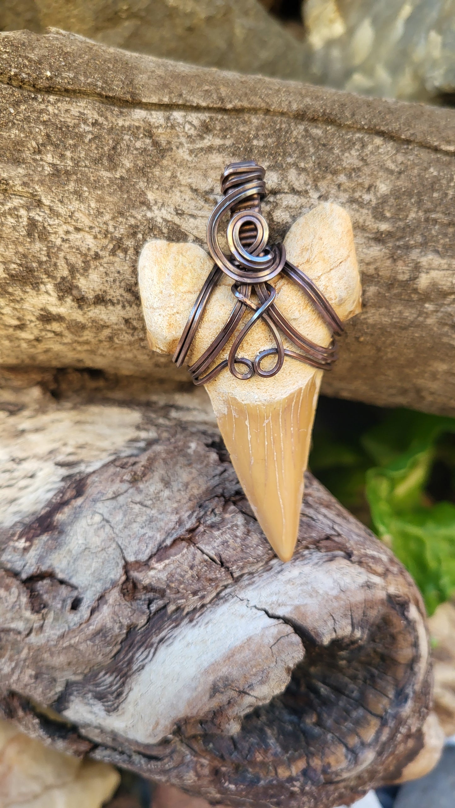 Shark Tooth Fossil Wire Wrap Pendant